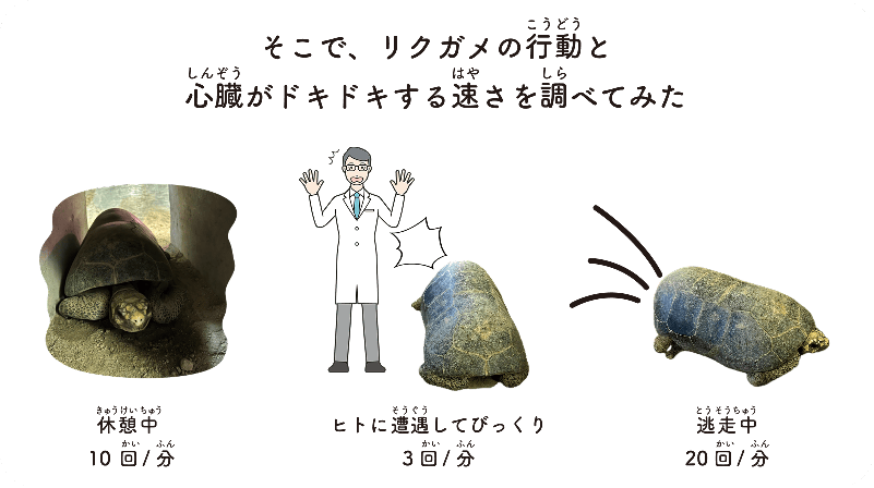 リクガメの気持ち（きもち）を考えて（かんがえて）みよう！