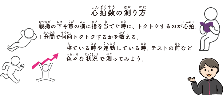 心拍数（しんぱくすう）の測り方（はかりかた）