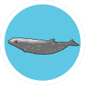 アカボウクジラ