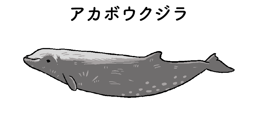 アカボウクジラ