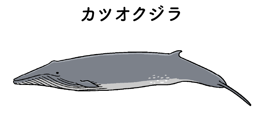 カツオクジラ