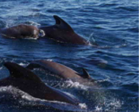 クジラのスキンシップはどんなの？