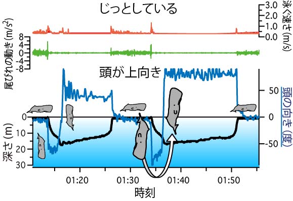 どうやってねむる！？マッコウクジラ