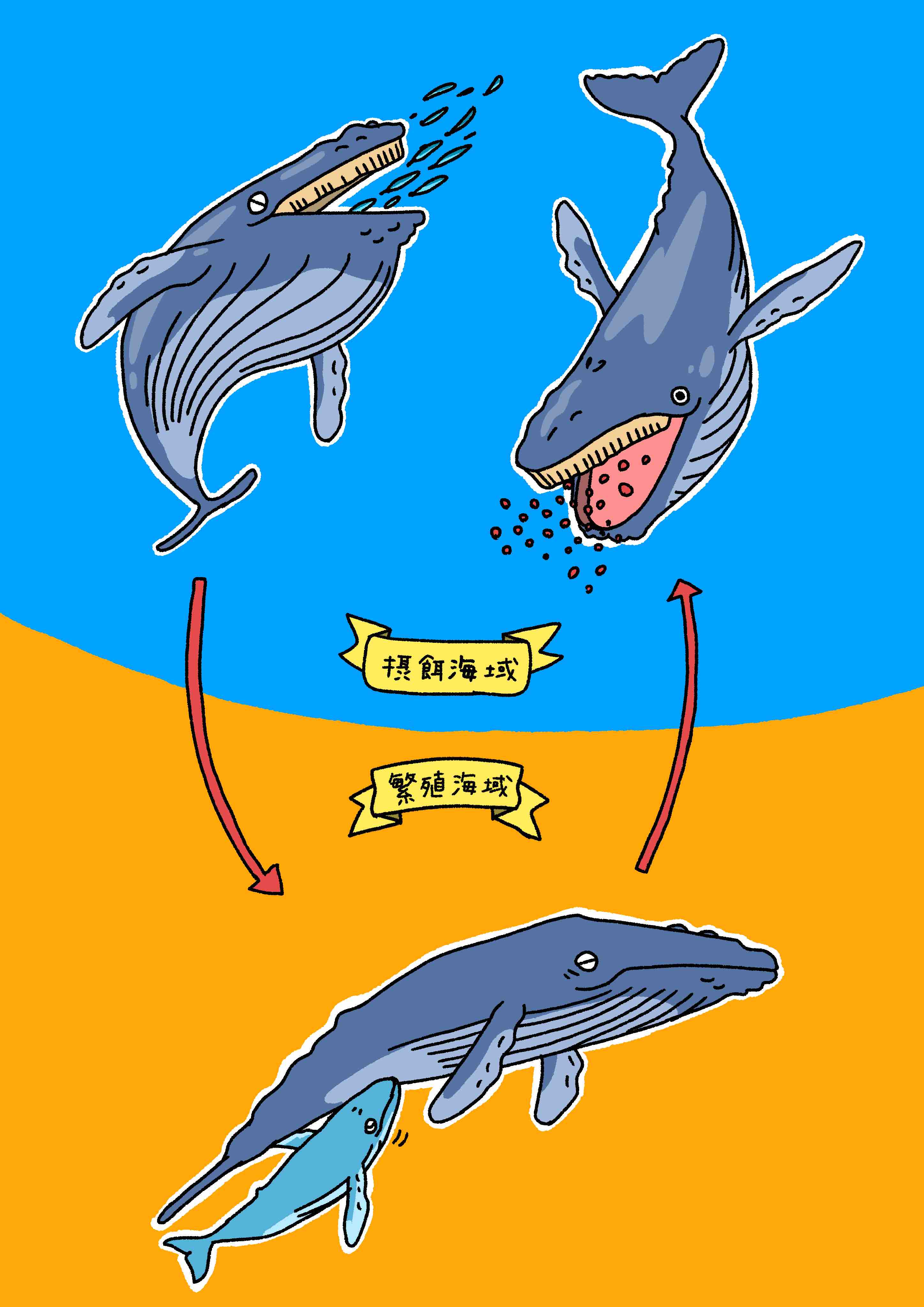 泳ぎ方から分かってしまうクジラの肥満度：授乳により低下した肥満度は数カ月の摂餌では回復しない