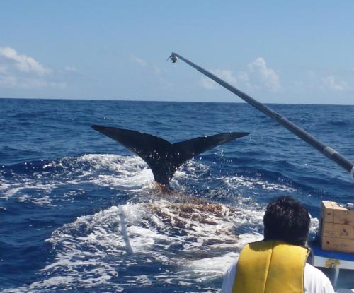 青木かがりマッコウクジラ